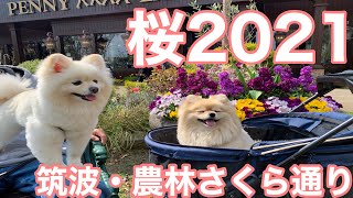 【桜2021】筑波・農林さくら通りを散歩するポメラニアン