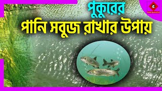 সাকিব এগ্রো || পুকুরের পানি সবুজ ধরে রাখা || Keeping Pond Water Green