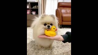 Cute and Funny Dog Videos Compilation #7 | Aww Animals #Shorts