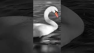 #Swan ，Close encounter 20231019 Art s2