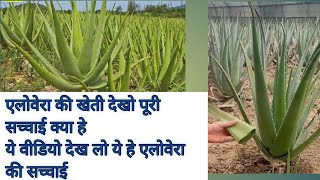 Aloe vera farming | एलोवेरा की खेती | aloevera ki kheti Aloe vera gel Kaise Banti Hai | guar pheta