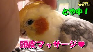 とや(換羽)真っ最中のオカメインコ君に頭皮マッサージを施してあげることにしました♡　オカメインコ桃太郎