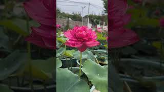 wow.😍 colourful rose flowers. |today flowers.|#rosegarden #satisfying #flowergarden #viral