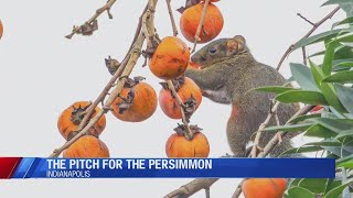 Jasper students propose making the persimmon the Indiana state fruit