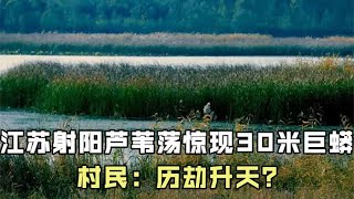 江苏射阳惊现30米巨蟒，在芦苇深处昂头摇摆，村民：历劫升天？