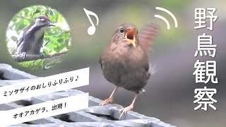 『ミソサザイのおしりフリフリ！オオアカゲラも発見♪』《野鳥観察日記#4》