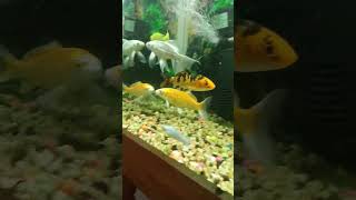 মাছগুলো দেখতে সুন্দর লাগে। #fish #aquarium #dot_mafi #shortviral #viral #foryou