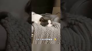 谁家的小猫这样睡觉啊 #治愈 #可爱  #猫咪 #猫猫 #萌宠 #晚安