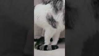 🐈‍⬛ネコのしっぽ集　Cat’s Tail