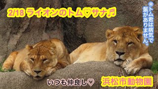 2/18 浜松市動物園 ライオン トム♡サナ