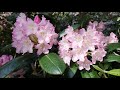 haagan alppiruusupuisto haaga rhododendron park helsinki 2019