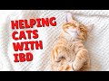 How to Help IBD in Cats | Two Crazy Cat Ladies