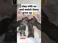 newborn mini schnauzer puppies just 3 days old 😇🥰 cutedog