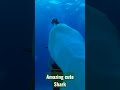 amazing cute shark in daratan lautan shorts amazing daratanlautan shark hiu paus whale viral