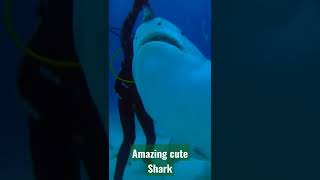 amazing cute shark in daratan lautan #shorts #amazing #daratanlautan #shark #hiu #paus #whale #viral