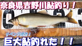 【2021年9月中盤吉野川尺鮎釣り】自己記録更新の巨大鮎釣れた！＃尺鮎釣り＃吉野川