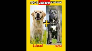 TOP 5 Labrador mix breeds😱😱?|Dogs Facts|