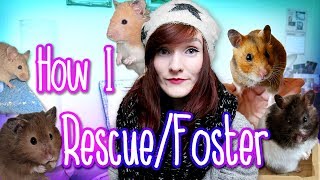 How I Rescue and Foster Animals! | Munchie's Place