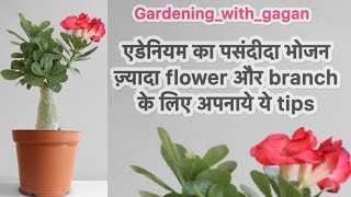 रिपोटिंग के बाद Adenium में new shoots आने में कितना समय लगता है