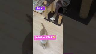 なんで⁉️保護したばかりなのにおもちゃが大好きなんて！ #猫 #ねこ #ネコ #おもちゃ #大好き #野良猫 #元野良猫 #保護猫 #cat #猫のいる暮らし #ぬこ #shorts