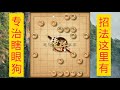 中国象棋 破解瞎眼狗的正确招法。今后再也不怕遇到了。新手必备。