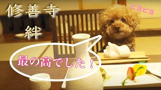 《CHEL CH》愛犬と泊まれる温泉旅館「伊豆修善寺〜絆〜」最の高でした！〜主に鳥の鳴き声編〜