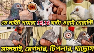 ডে নাইট পায়রা 15,16 ঘন্টা ওরাই গেরান্টি। মালবাই, রেগদার, টিপলার, ম্যাড্রাস। Serampore Pet Market