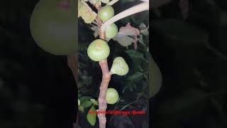 আমার ছাদ বাগানে মিশরীয় ডুমুর/ ত্বীন ফল ধরেছে #fruit #fruitgarden #plant #gardening #nature #garden