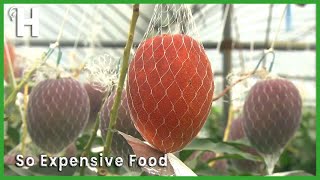 World's Most Expensive Mango - Miyazaki Mango Cultivation & Harvesting @HappyFarm85