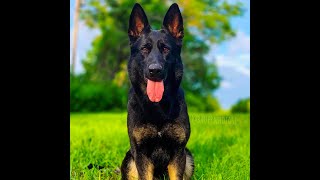 I Spent 30 Days with Top Police Dog Breeds and Here's What I Learned!