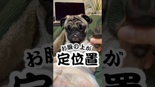 人のお腹はクッション扱いするパグwww#dog #pug #shorts #ぱぐち #マヌケ舌 #パグ #ペット #犬のいる暮らし