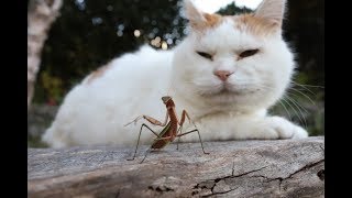 カマキリとしろ　Mantis and cat　181108