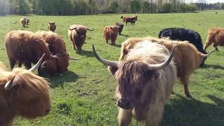 Stado bydła szkockiego Highland Cattle w Czyżówku