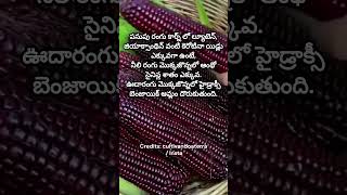 మొక్కజొన్న... మంచి పోషకాహారం #sweetcorn #sweetcornrecipes