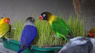 Lovebirds and Paddy Grass 2: Lovebird Fischer's and Personata