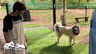 お出かけは嬉しいけど...ケージ待機を警戒し乗車拒否するベルです　Great Pyrenees　グレートピレニーズ