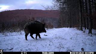 Winter compilation of wildlife in the Romanian Carpathians