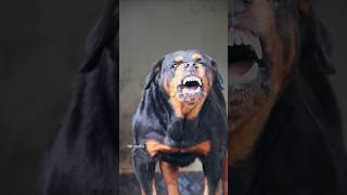 Street dog angry sound #angrypets #cuteanimal #rottweilerpuppy #angrypuppy #cutepet #pitbull