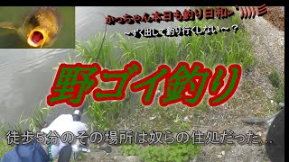 ぬし釣り初チャレンジ‼️【鯉釣り】【餌釣り】【ミミズ】徒歩５分のその池は巨鯉たちの住処だった…。