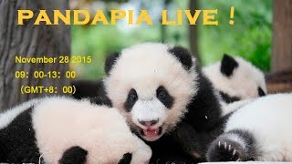 pandapia live 20151128  2015級熊貓寶寶成長直播