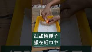 甜椒種子育苗