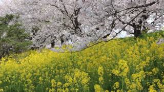 吉見さくら堤公園