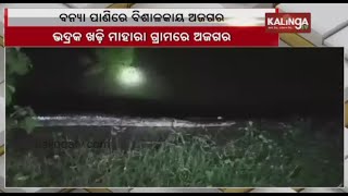 Huge Snake spotted near Khadimahara Village in Bhadrak Dist || Kalinga TV