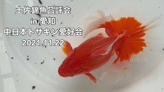 2021.11.21土佐錦魚品評会in向坂養魚場