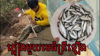 ភ្លៀងមួយមេធំត្រីឡើងច្រើនណាស់ | After the rain, a lot of fish #fishing #fishingvideo #catchingfish #