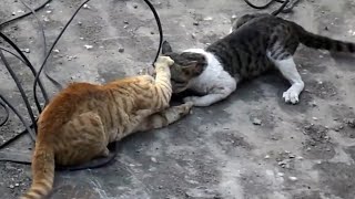 Walki kotów ☻ fights Cat😜 кошачьи бои #1