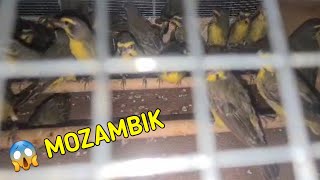 BURUNG MOZAMBIK‼️KINI HADIR LAGI BOS‼️