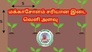 மக்காசோளம் சரியான இடை வெளி அளவு | Maize Gap | Maize Cultivation | Corn Cultivation |  Gramathan