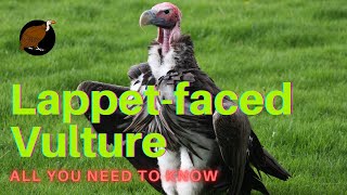 Lappet-faced Vulture facts 🦅 Nubian Vulture 🦅 not closely related to similar New World vultures