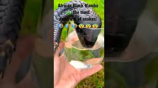 African Black Mamba 🐍 the most deadliest of snakes! 🔊 🔊 🔊 😨 😨 😨 #snake #blackmamba